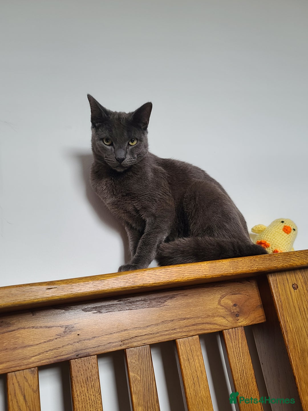 Domestic Shorthair cats for sale: Grey short-haired furr baby - Advert 4