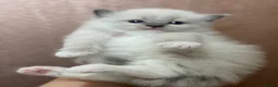 Ragdoll cats for sale: Beautiful Ragdoll kittens  - Advert 9