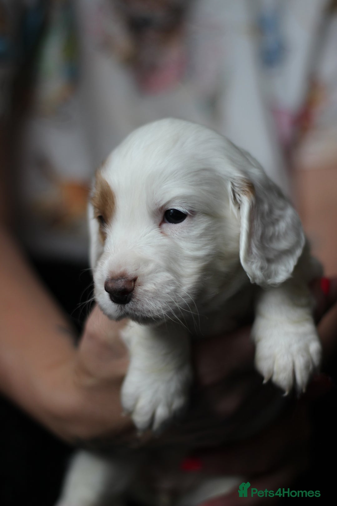 Cocker Spaniel dogs for sale: Cocker spaniels - Image 7