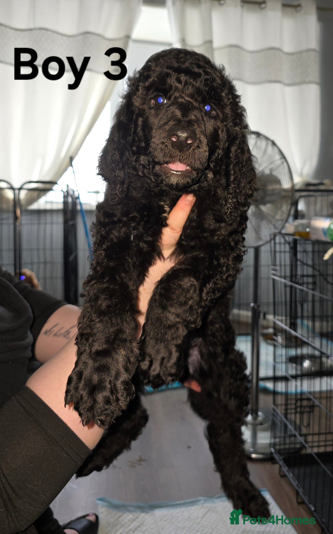 Standard Poodle dogs for sale: Standard Poodle Puppies READY TO LEAVE NOW  - Image 8