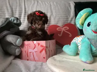 Doxiepoo dogs Beautiful toy poodle phantom rare colour 3/4 pups - Advert 1