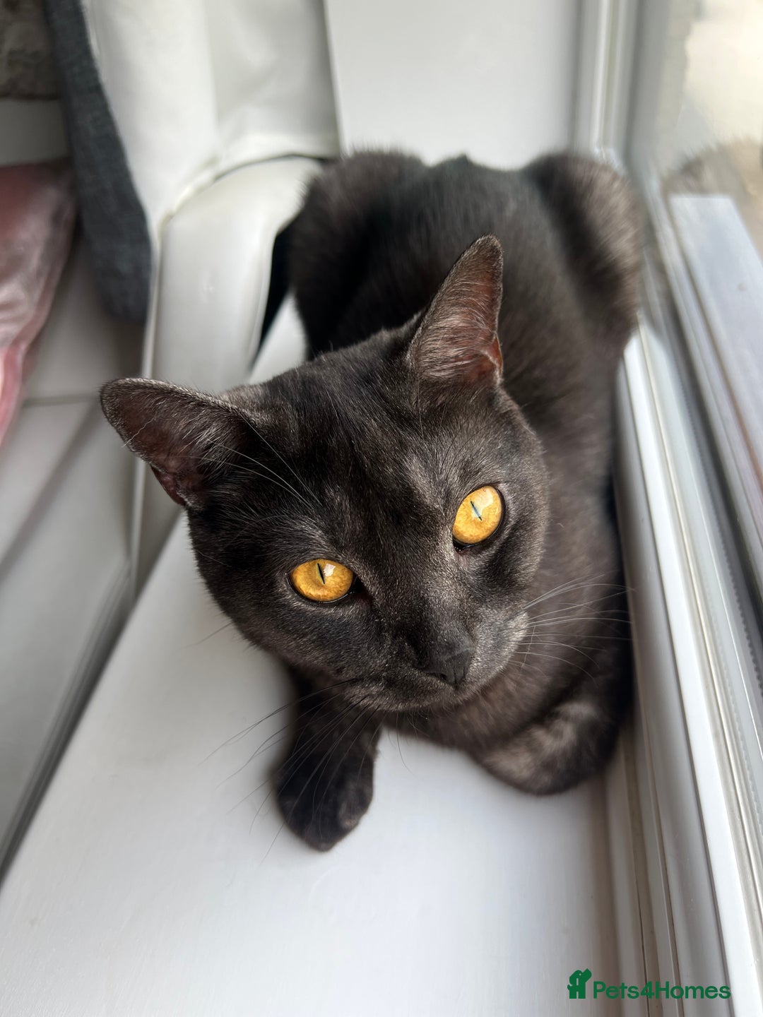 Mixed Breed cats for sale: British shorthair mixed breed  - Advert 2