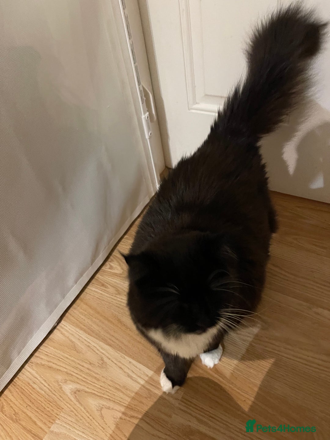 British Longhair cats for sale: 4 year old blind stick needs a new home - Advert 2