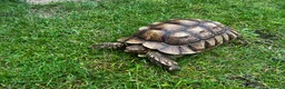 Tortoise reptiles for sale: Male sulcata  - Advert 6