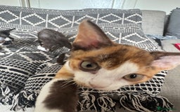 Devon Rex cats for sale: 1 girl left Devon Rex Kittens – Exceptional Type  in Stamford - Image 30