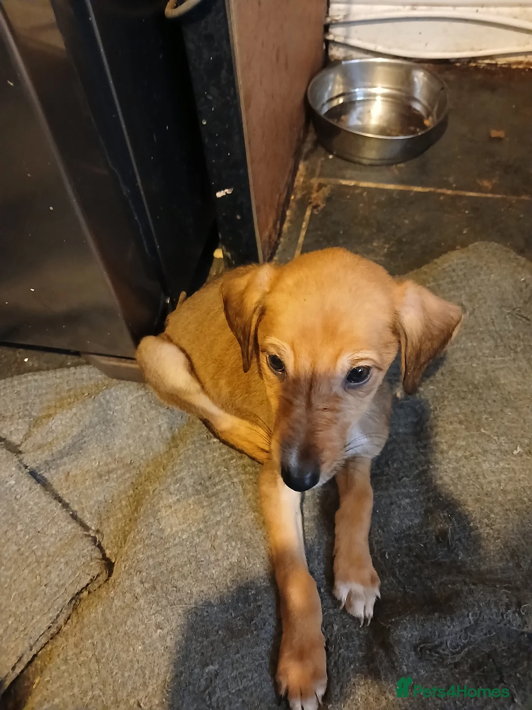 Mixed Breed dogs for sale: Three beautiful deerhound x greyhound  - Advert 4