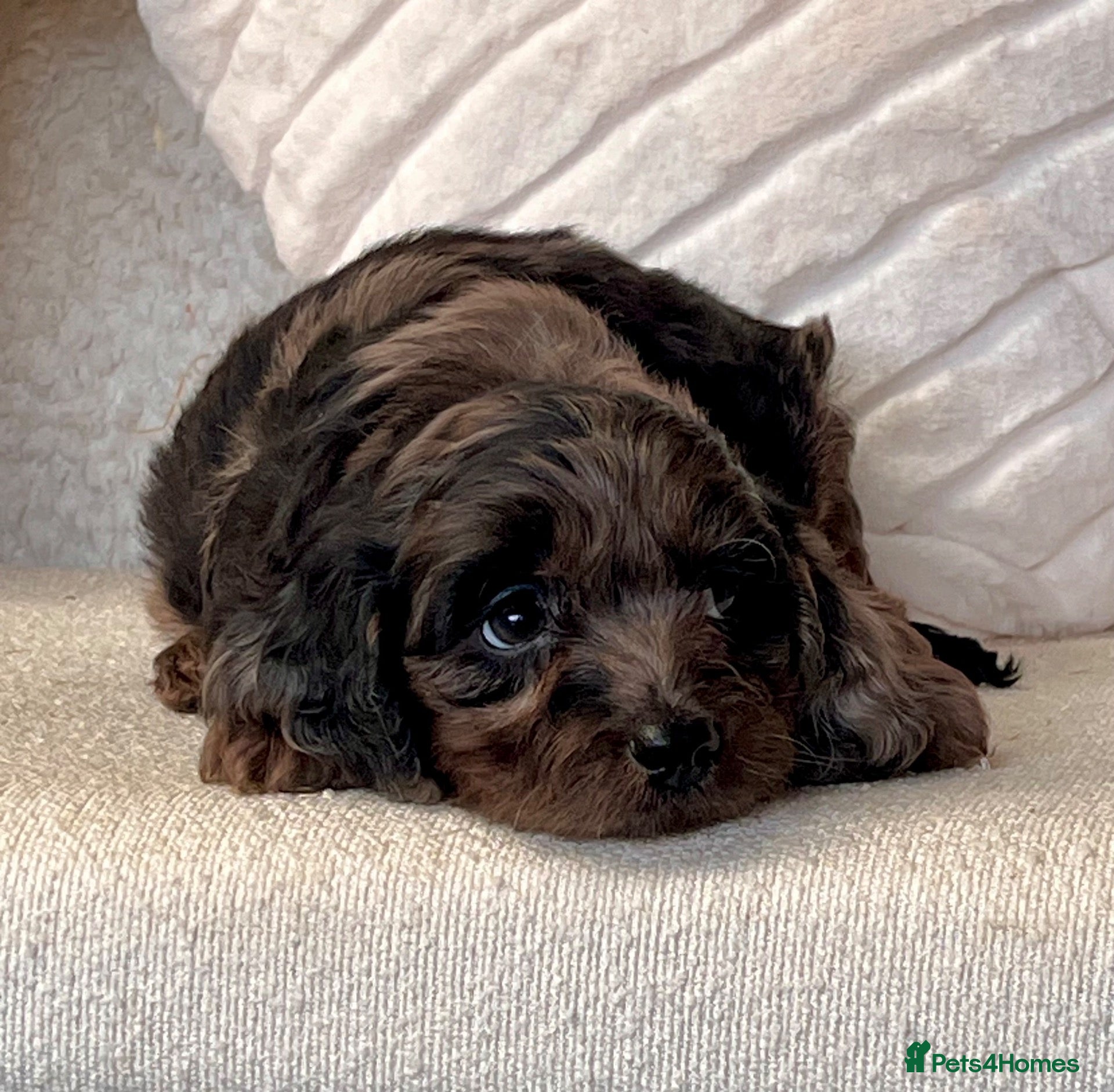 Cockapoo dogs Beautiful Cockapoo puppies  - Advert 1