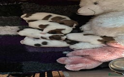Jack Russell dogs for sale: Pedigree Jack Russell Terriers - Image 4