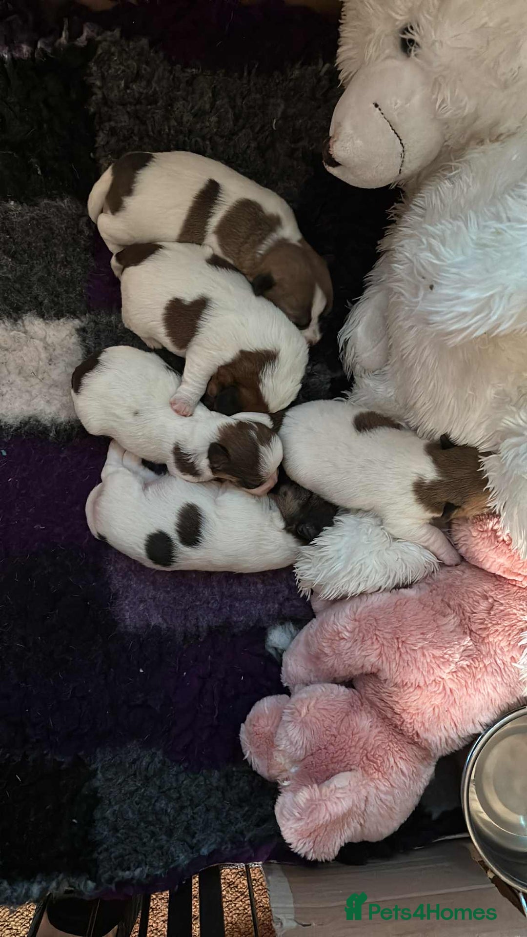Jack Russell dogs for sale: Pedigree Jack Russell Terriers - Image 4