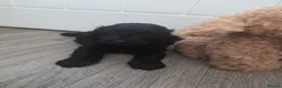 Cockapoo dogs for sale: Hawarden puppies 🐶  - Advert 5