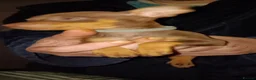Miniature Pinscher dogs for sale: Pure breed Miniature Pinschers for sale  - Advert 22