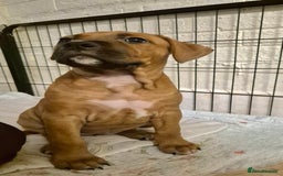 Mixed Breed dogs for sale: Bullmastiff x puppies 🐶  - Advert 19