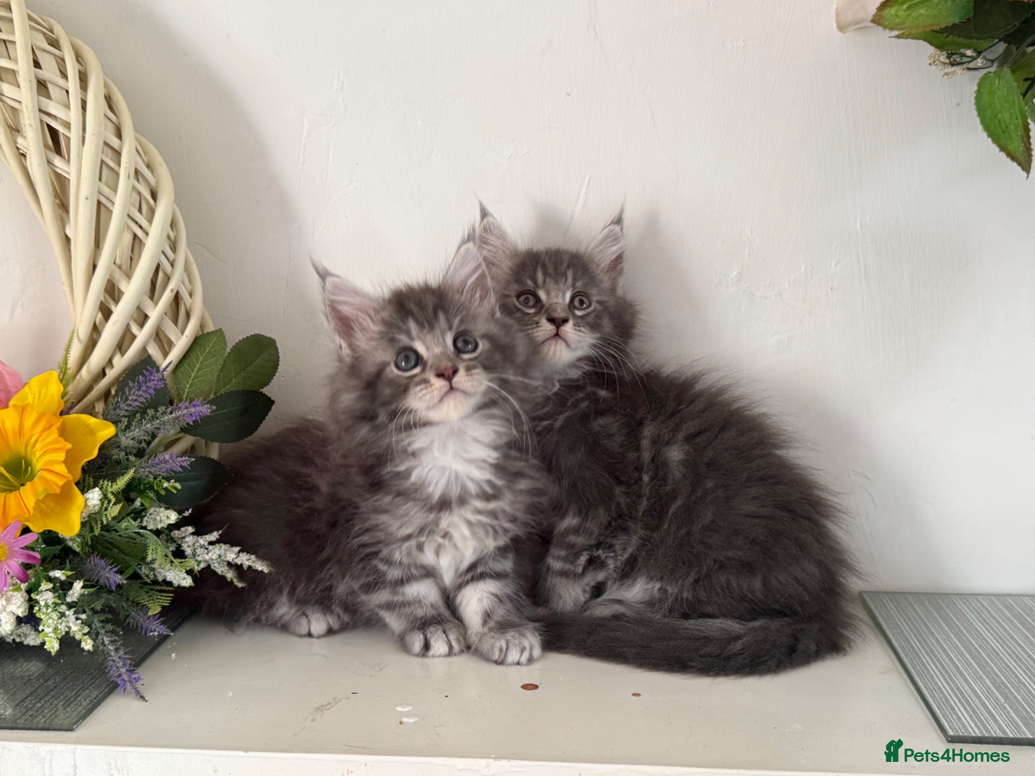 Maine Coon cats Beautiful TICA registered Maine coon kittens  - Advert 10