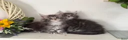 Maine Coon cats for sale: Beautiful TICA registered Maine coon kittens  - Advert 1