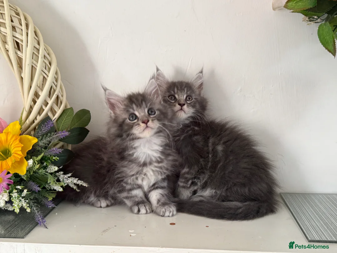 Maine Coon cats for sale: Beautiful TICA registered Maine coon kittens  - Advert 1