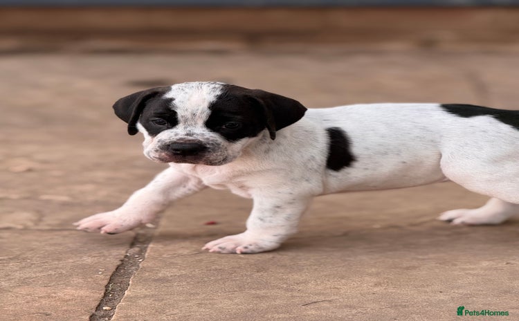 Mixed Breed dogs - Advert 1