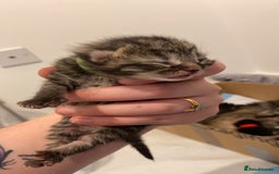 Mixed Breed cats for sale: 2 girl long haired tabby kittens  - Image 26