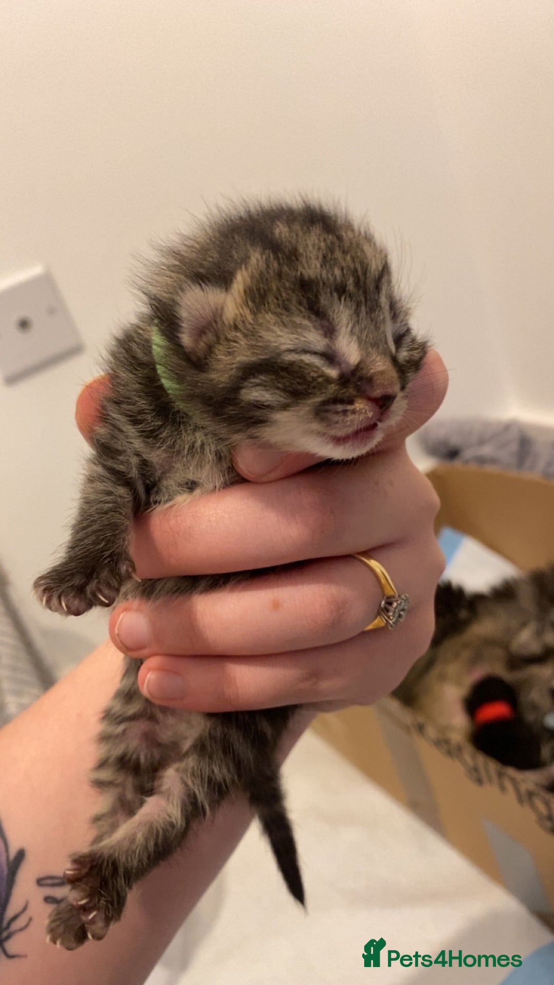 Mixed Breed cats for sale: 2 girl long haired tabby kittens  - Image 26