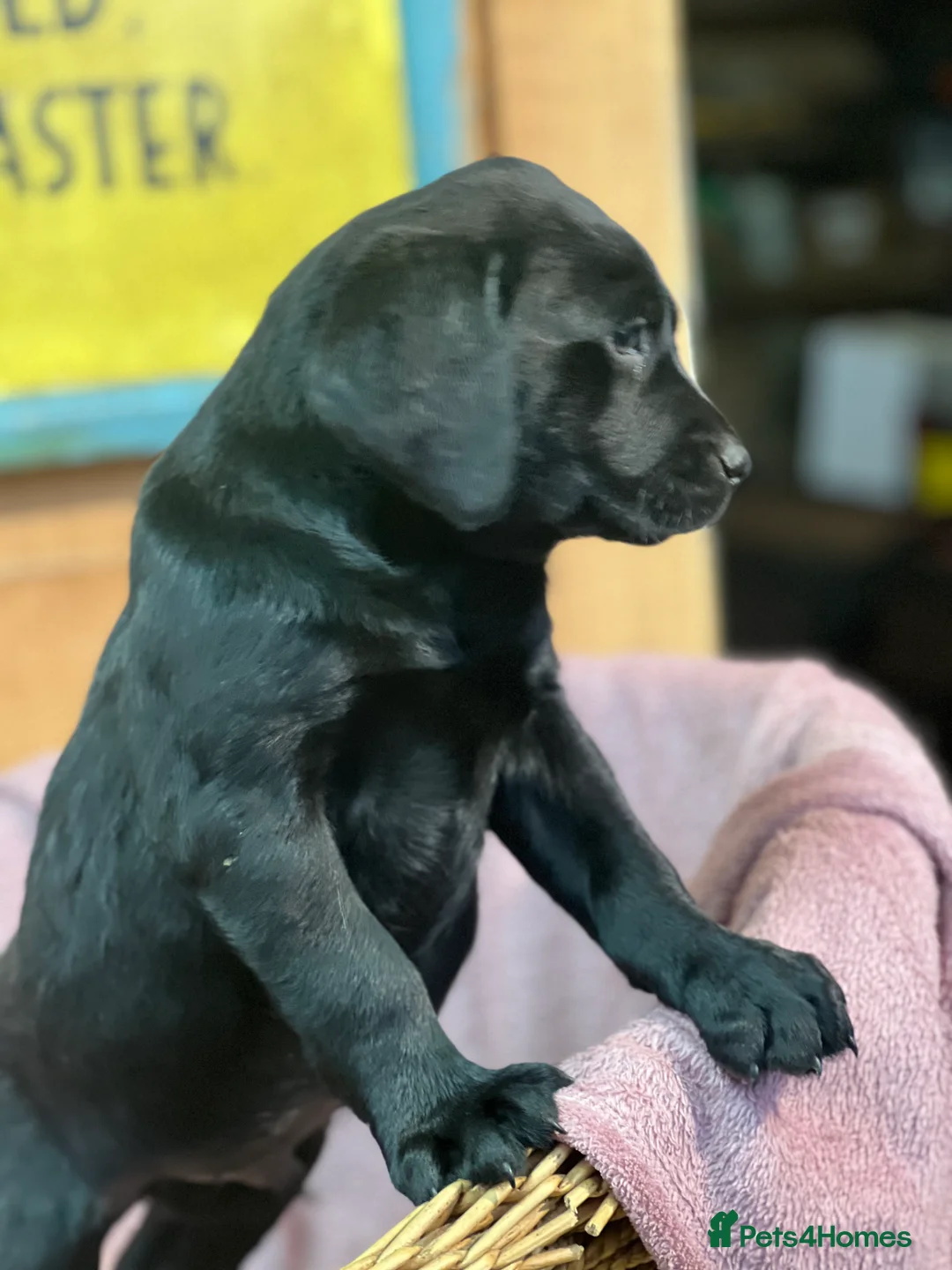 Labrador Retriever dogs for sale: KC Labrador Pups Chunky Traditional  Working - Advert 41