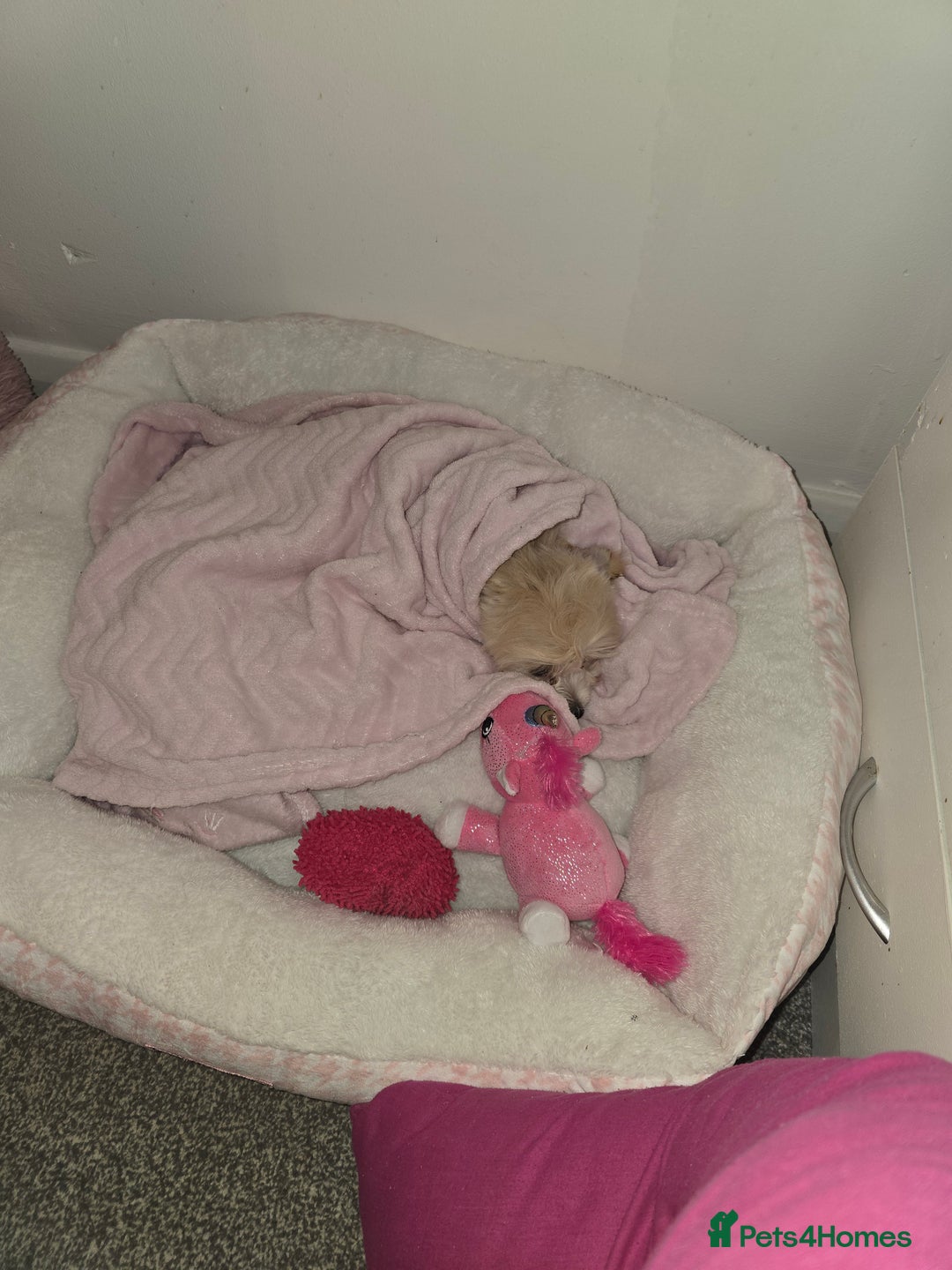 Yorkiepoo dogs for sale: Bella the yorkipoo - Advert 6