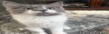 Ragdoll 2
