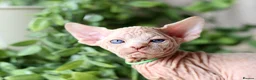 Sphynx cats for sale: Beautiful Pedigree Sphynx Kittens  - Advert 10