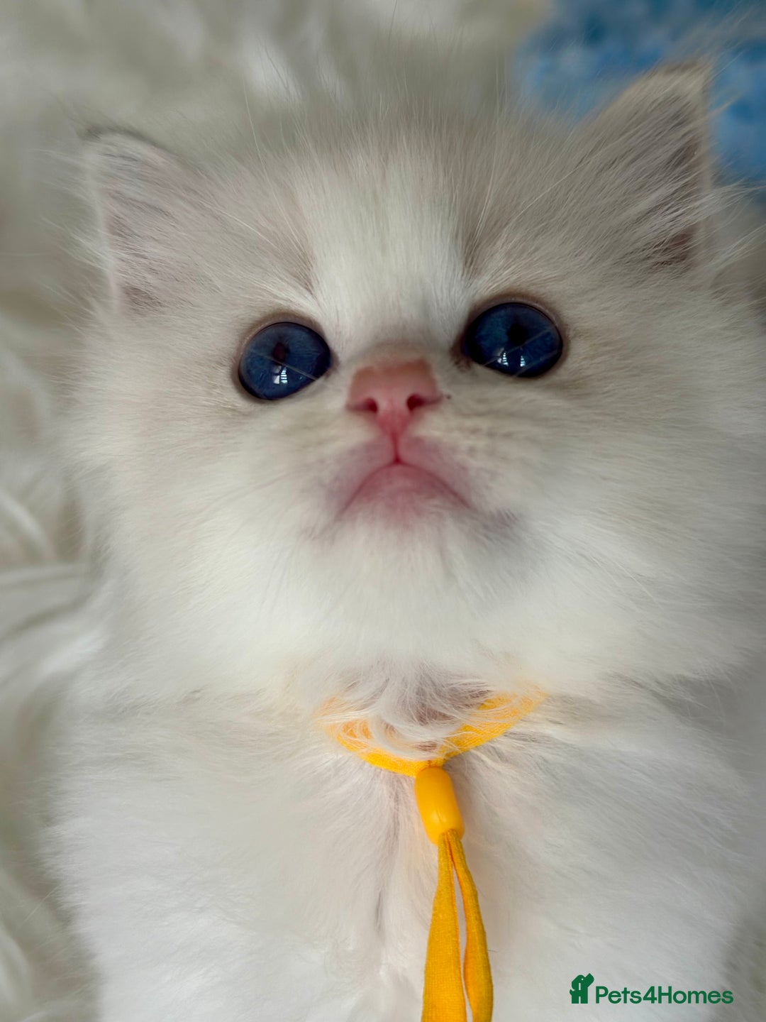 Ragdoll cats for sale: Beautiful pedigree kittens, show quality 💎❤️💎 - Image 21