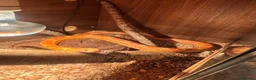 Corn Snake reptiles for sale: Corn snake  in Norwich - Advert 3