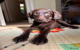 Labrador Retriever dogs for sale: Female Chocolate Labrador - Advert 12