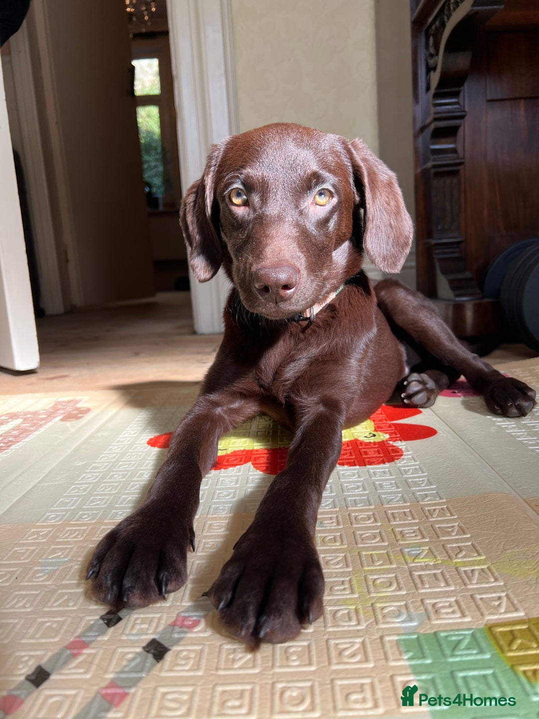 Labrador Retriever dogs for sale: Female Chocolate Labrador - Advert 12