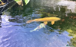 Pond Fish fish for sale: Koi Carps - Advert 5