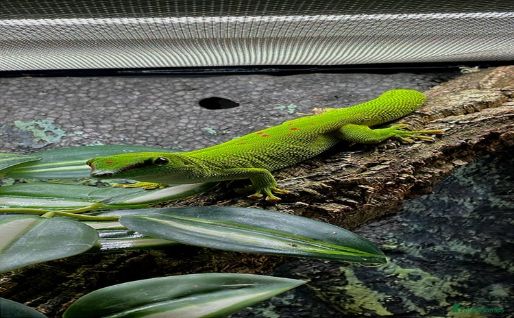 Gecko reptiles in Walton-on-Thames - Advert 17