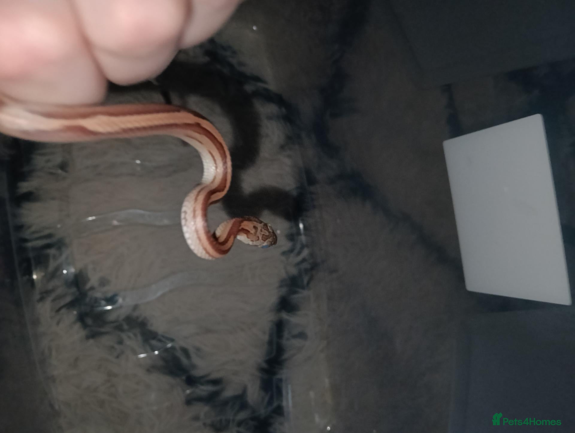 Corn Snake reptiles Corn snake - Advert 2