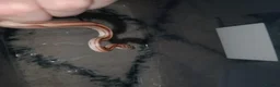 Corn Snake reptiles for sale: Corn snake in Lichfield - Advert 1