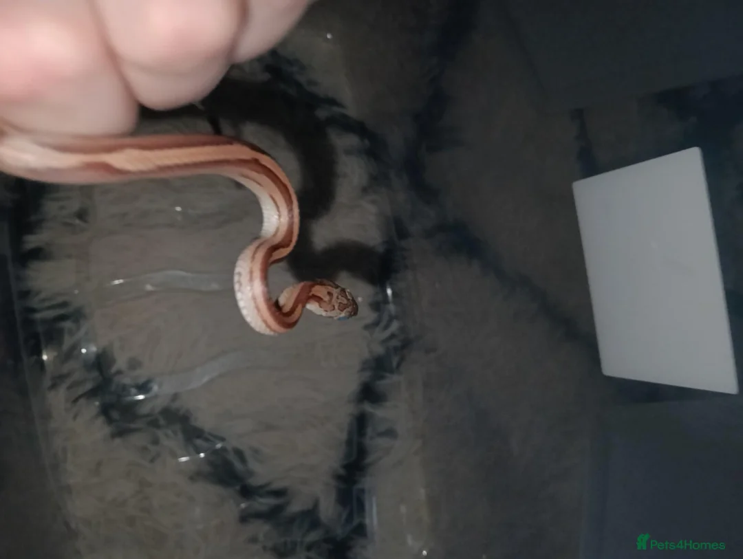 Corn Snake reptiles for sale: Corn snake in Lichfield - Advert 1