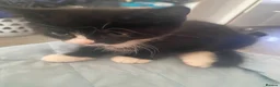 Mixed Breed cats for sale: 2 kittens looking for a home, one male, one female - Advert 4