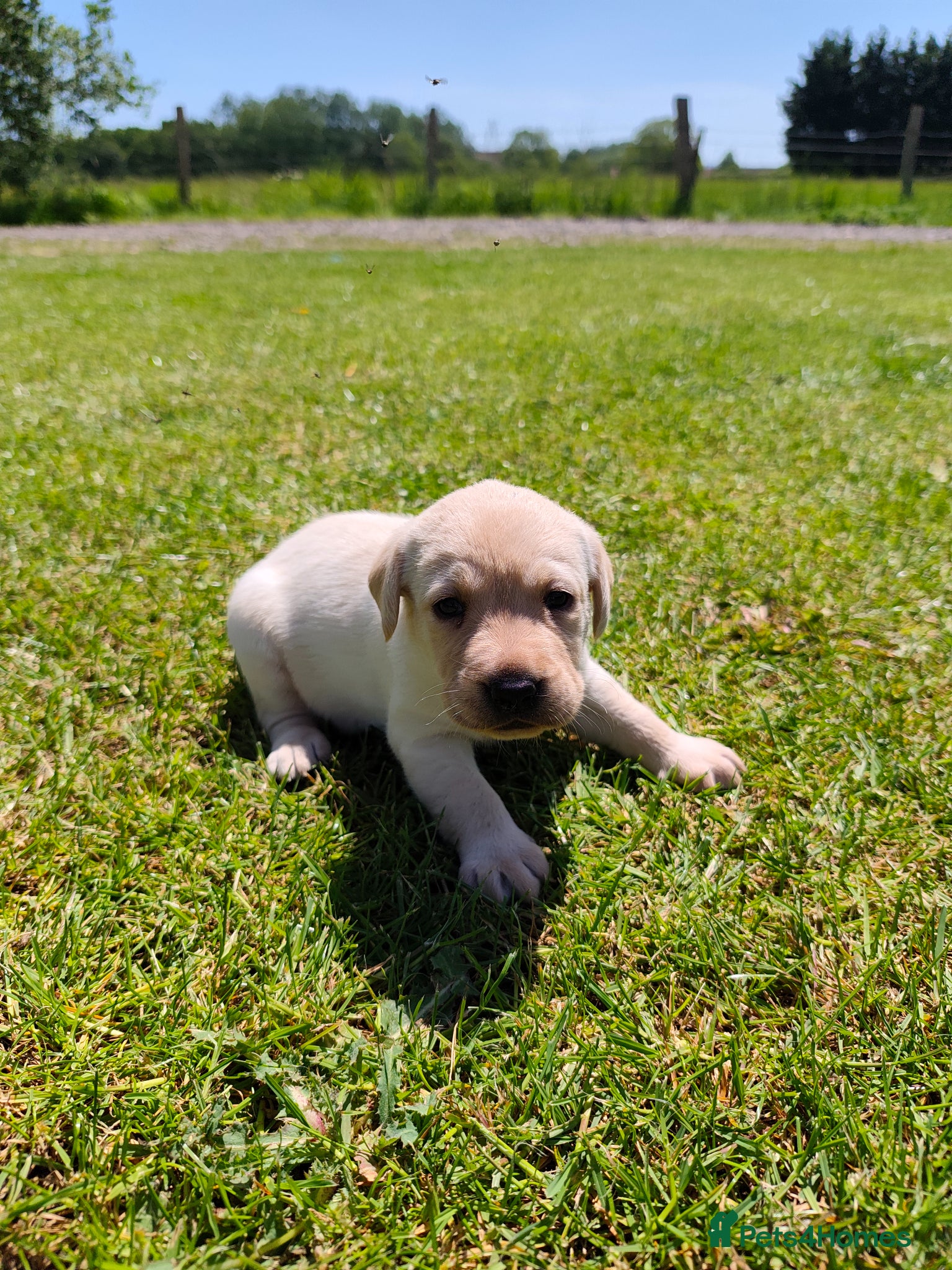 Labrador Retriever dogs 🐾 Beautiful Labrador Puppies – KC Registered 🐾 - Advert 1