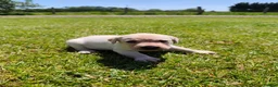 Labrador Retriever dogs for sale: 🐾 Beautiful Labrador Puppies – KC Registered 🐾 - Advert 8