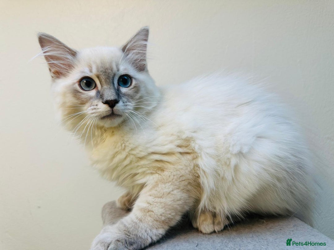 Ragdoll cats for sale: GCCF full pedigree ragdoll kittens  - Image 2
