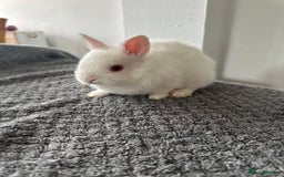 Netherland Dwarf rabbits for sale: Gorgeous Netherlands dwarf baby bunnies - Image 7