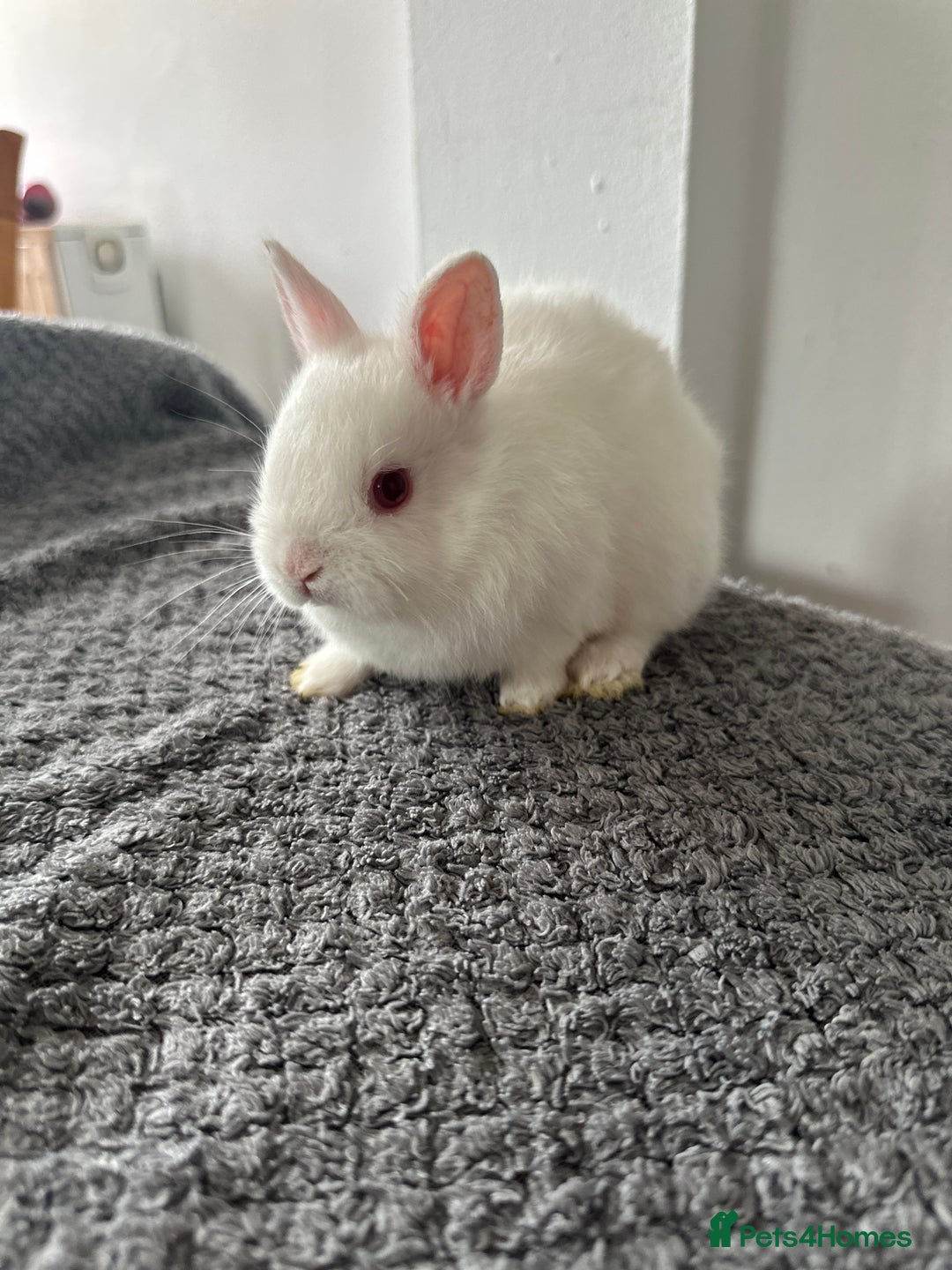 Netherland Dwarf rabbits for sale: Gorgeous Netherlands dwarf baby bunnies - Image 7