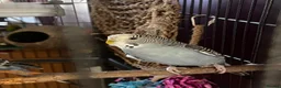 Budgerigars birds for sale: two budgies  - Advert 8