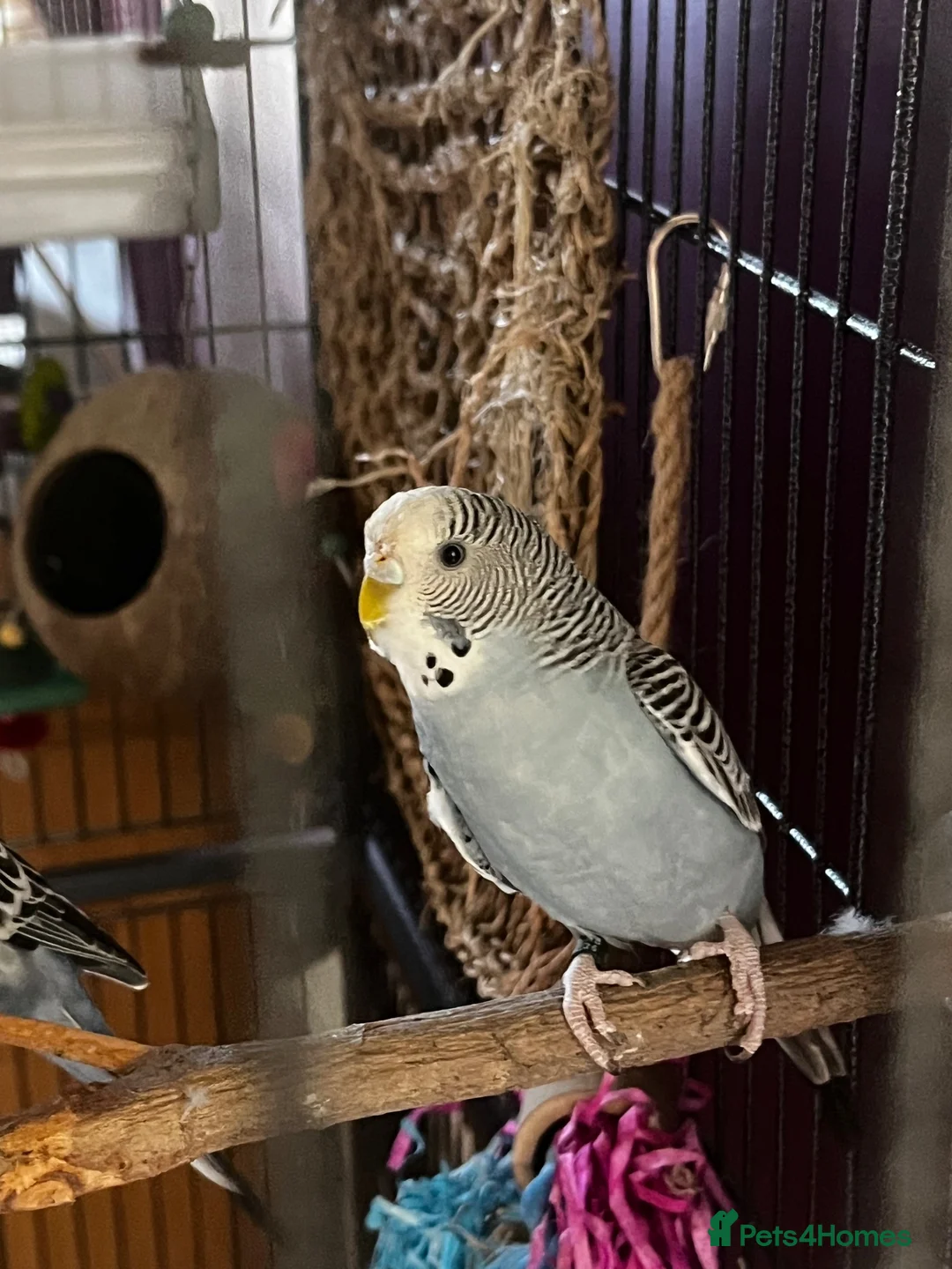 Budgerigars birds for sale: two budgies  - Advert 8