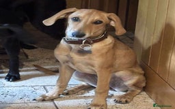 Mixed Breed dogs for adoption: Sweet and loveable Honey, 5 months old - Image 1