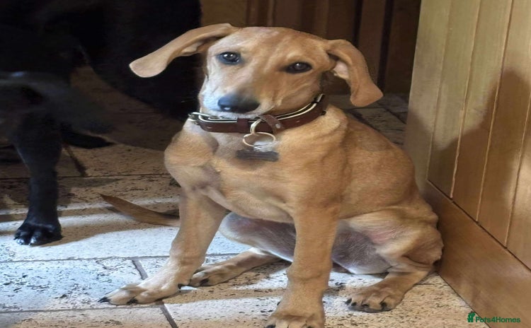 Mixed Breed dogs - Advert 1