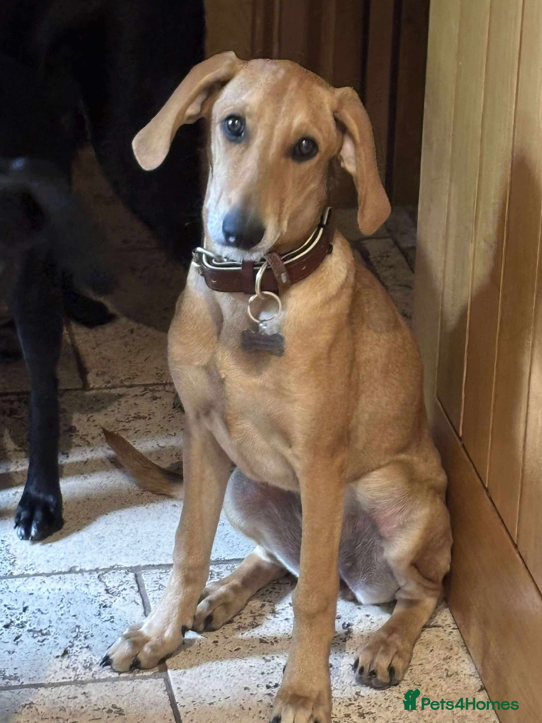 Mixed Breed dogs for adoption: Sweet and loveable Honey, 5 months old - Image 1