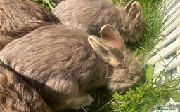 Lionhead rabbits for sale: 5 female lionhead x  - Image 3
