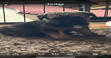 Border Terrier dogs - Advert 15
