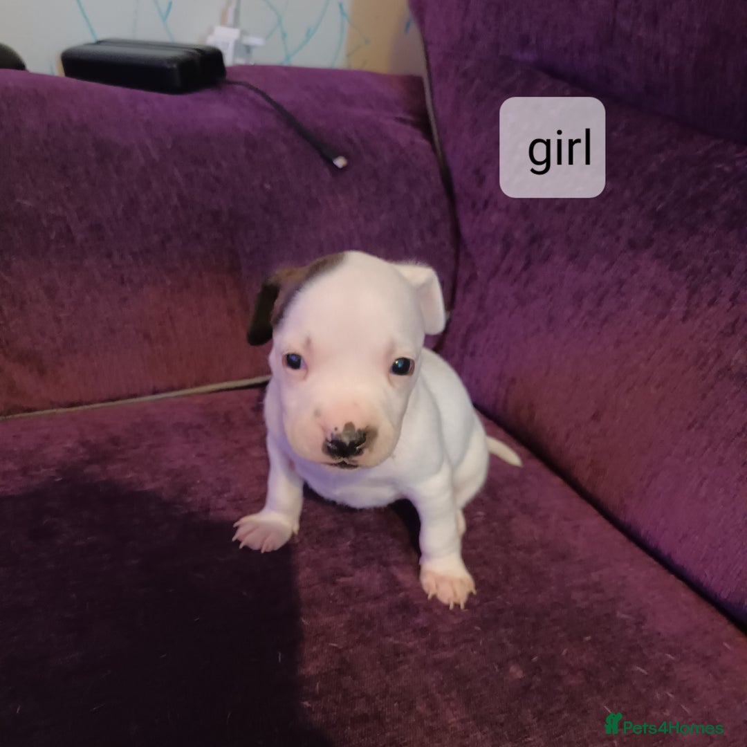 Staffordshire Bull Terrier dogs for sale: Puppi Staffordshire Bull terrier,white verry rare - Image 5