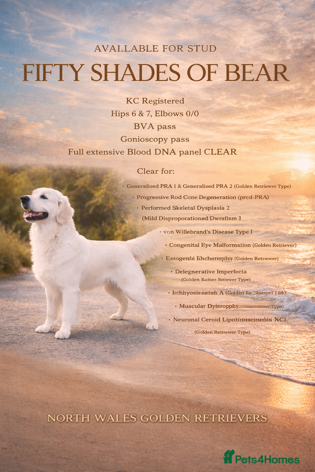 Golden Retriever dogs Ultimate Cream proven stud  - Advert 16